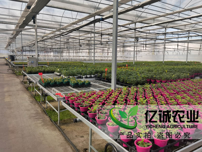 花卉種植大棚建設